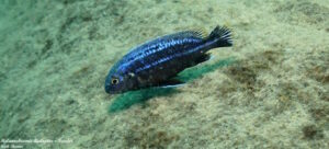 Melanochromis dialeptos